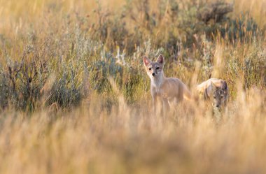 Vahşi doğada nesli tükenmekte olan hızlı tilki