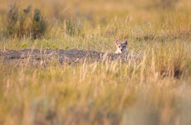 Vahşi doğada nesli tükenmekte olan hızlı tilki