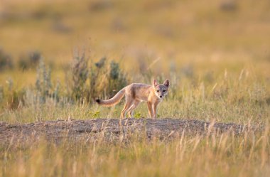 Vahşi doğada nesli tükenmekte olan hızlı tilki