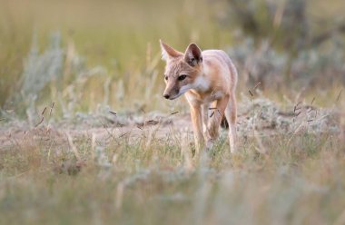 Vahşi doğada nesli tükenmekte olan hızlı tilki