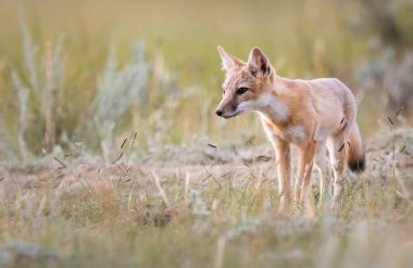 Vahşi doğada nesli tükenmekte olan hızlı tilki