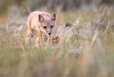 Vahşi doğada nesli tükenmekte olan hızlı tilki