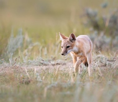 Vahşi doğada nesli tükenmekte olan hızlı tilki