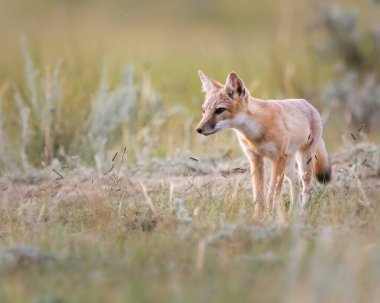 Vahşi doğada nesli tükenmekte olan hızlı tilki
