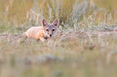 Vahşi doğada nesli tükenmekte olan hızlı tilki