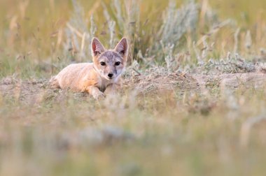 Vahşi doğada nesli tükenmekte olan hızlı tilki