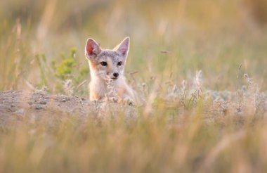 Vahşi doğada nesli tükenmekte olan hızlı tilki