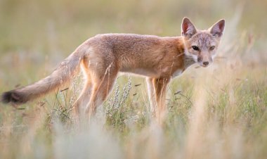 Vahşi doğada nesli tükenmekte olan hızlı tilki