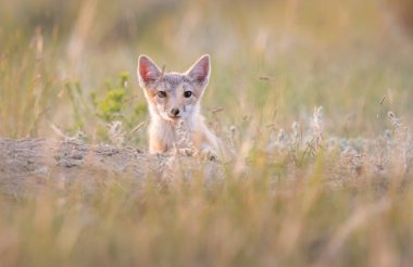 Vahşi doğada nesli tükenmekte olan hızlı tilki