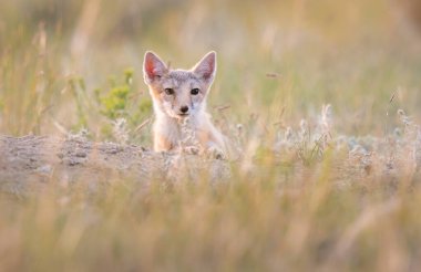 Vahşi doğada nesli tükenmekte olan hızlı tilki