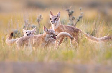 Vahşi doğada nesli tükenmekte olan hızlı tilki