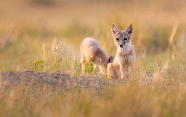 Vahşi doğada nesli tükenmekte olan hızlı tilki