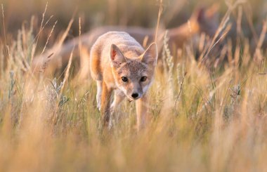 Vahşi doğada nesli tükenmekte olan hızlı tilki