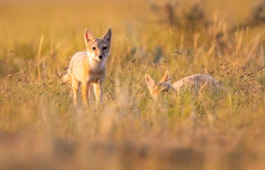 Vahşi doğada nesli tükenmekte olan hızlı tilki