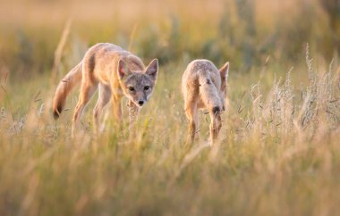 Vahşi doğada nesli tükenmekte olan hızlı tilki