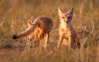 Vahşi doğada nesli tükenmekte olan hızlı tilki
