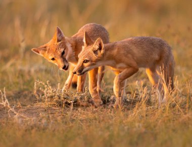 Vahşi doğada nesli tükenmekte olan hızlı tilki