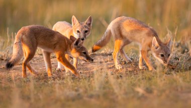 Vahşi doğada nesli tükenmekte olan hızlı tilki
