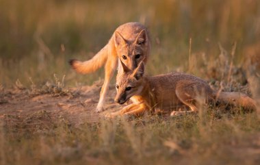 Vahşi doğada nesli tükenmekte olan hızlı tilki