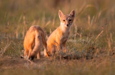 Vahşi doğada nesli tükenmekte olan hızlı tilki