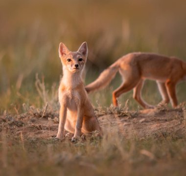 Vahşi doğada nesli tükenmekte olan hızlı tilki