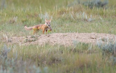 Vahşi doğada nesli tükenmekte olan hızlı tilki