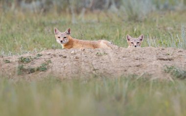 Vahşi doğada nesli tükenmekte olan hızlı tilki