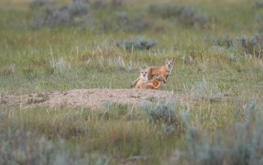 Vahşi doğada nesli tükenmekte olan hızlı tilki