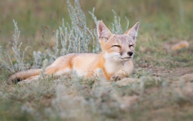 Vahşi doğada nesli tükenmekte olan hızlı tilki