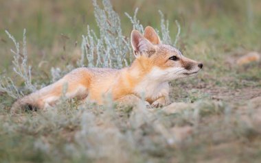 Vahşi doğada nesli tükenmekte olan hızlı tilki