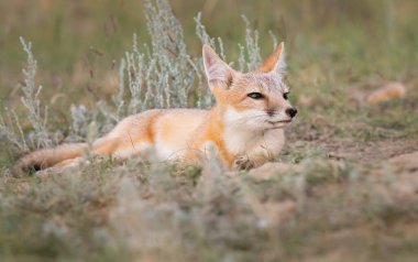 Vahşi doğada nesli tükenmekte olan hızlı tilki