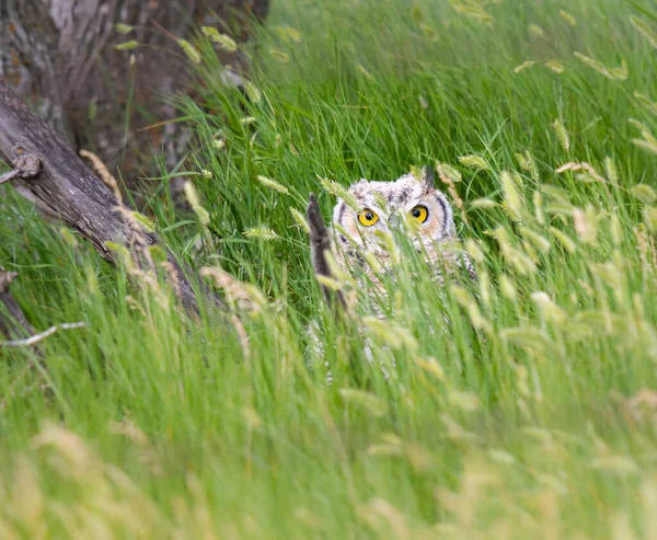 Great Horned Owl Fledgling — Stock Photo, Image