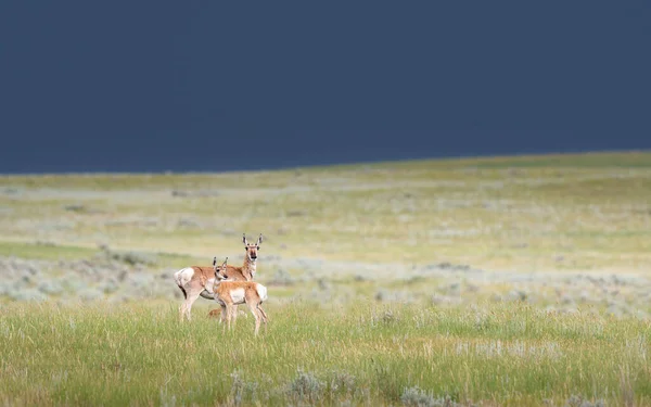 Pronghorn Bouřlivé Prérijní Krajině — Stock fotografie