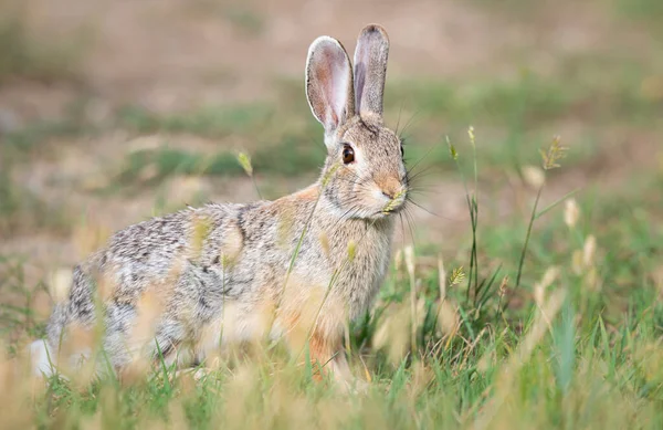 Lièvre Dans Les Prairies Canadiennes — Photo