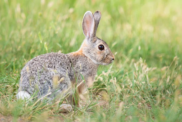 カナダの草原でのウサギ — ストック写真