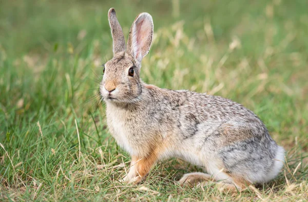 カナダの草原でのウサギ — ストック写真