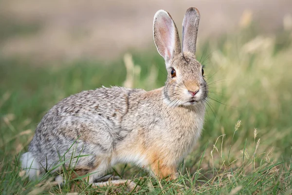Kanada bozkırlarında Hare