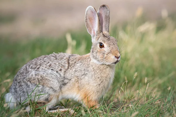 Kanada Bozkırlarında Hare — Stok fotoğraf