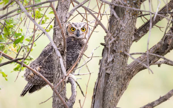 Great Horned Owl Prairies — Stock Photo, Image