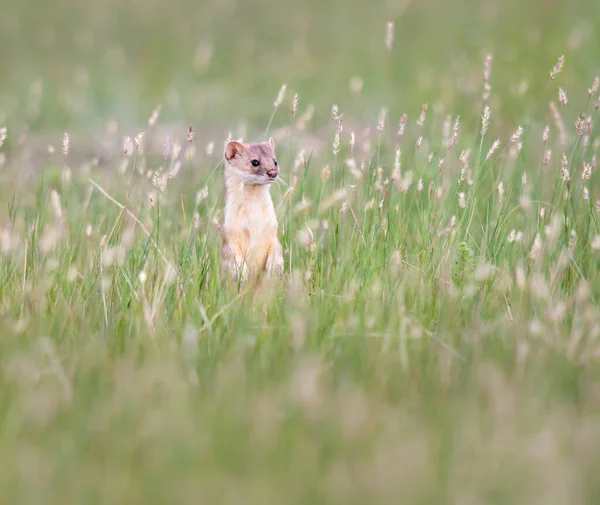 草原上的长尾黄鼠狼 — 图库照片