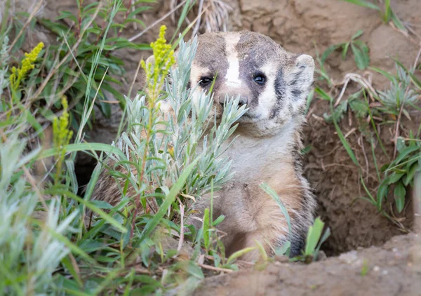 Badger Padang Rumput Kanada — Stok Foto