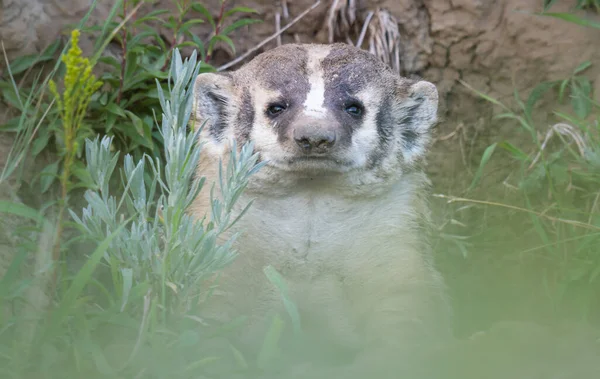 Badger Canadian Prairies — Stock Photo, Image