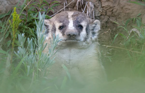 Badger Padang Rumput Kanada — Stok Foto