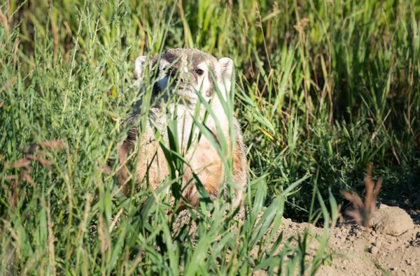 Badger Canadese Prairies — Stockfoto