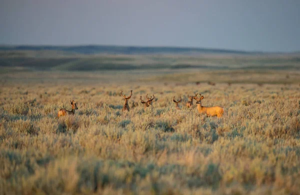 加拿大大草原上的雄鹿 — 图库照片