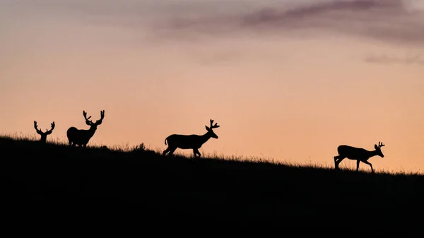 Buck Silhouette Sonnenuntergang — Stockfoto