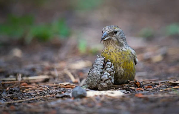 Vogel Canadese Prairies — Stockfoto