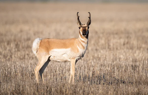 Kanada bozkırlarında bir at.