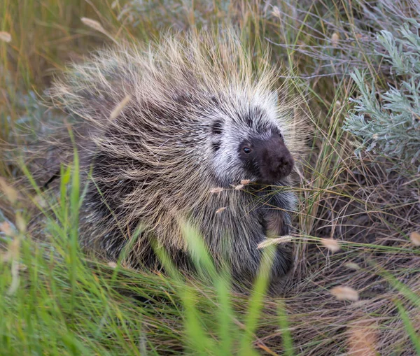 Porcupine Wild — Stock Photo, Image