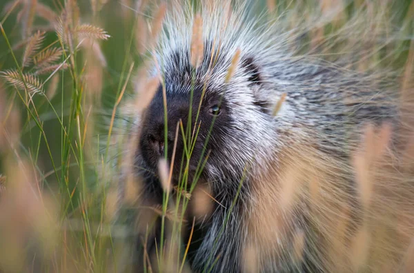 Porcs Épics Dans Nature — Photo